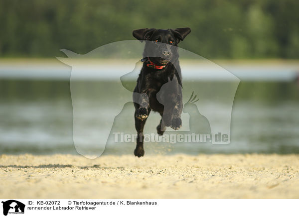 rennender Labrador Retriever / running Labrador Retriever / KB-02072