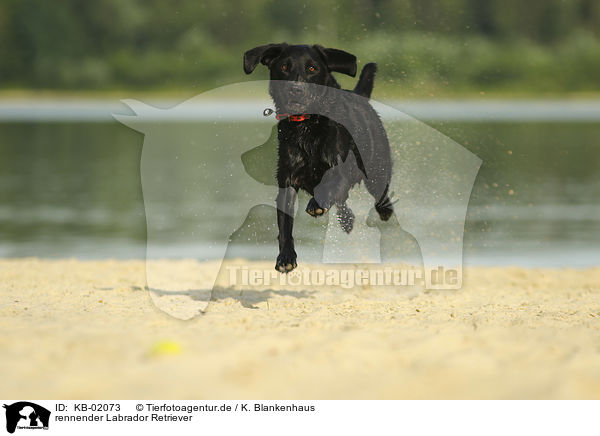 rennender Labrador Retriever / running Labrador Retriever / KB-02073