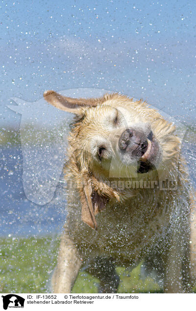 stehender Labrador Retriever / standing Labrador Retriever / IF-13652