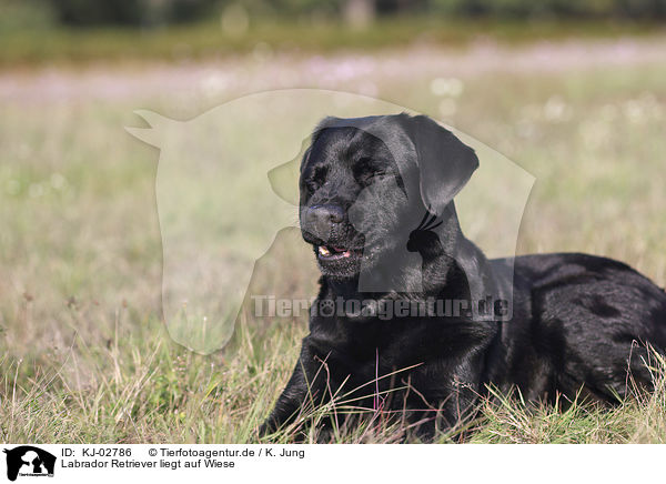 Labrador Retriever liegt auf Wiese / Labrador Retriever lies on meadow / KJ-02786