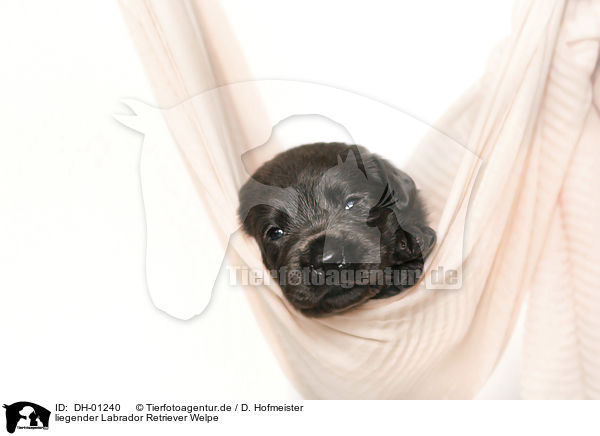 liegender Labrador Retriever Welpe / lying Labrador Retriever Puppy / DH-01240