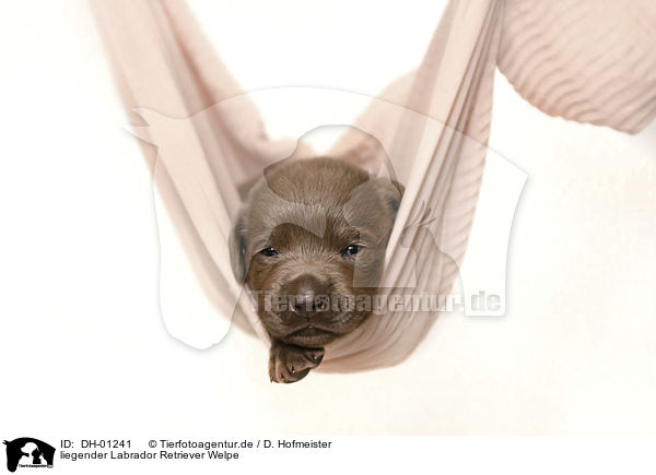 liegender Labrador Retriever Welpe / lying Labrador Retriever Puppy / DH-01241