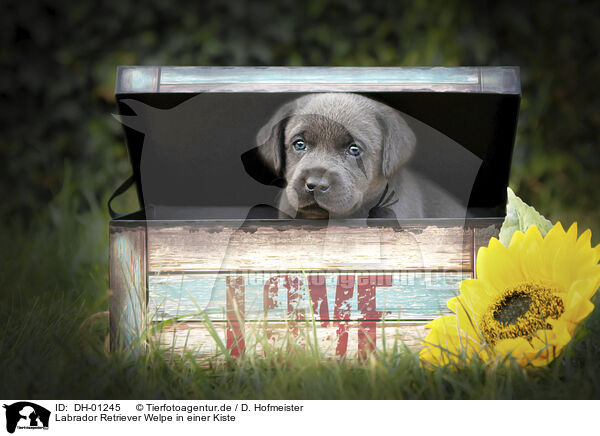 Labrador Retriever Welpe in einer Kiste / Labrador Retriever Puppy in a box / DH-01245