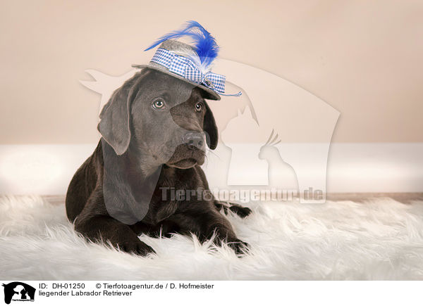 liegender Labrador Retriever / lying Labrador Retriever / DH-01250