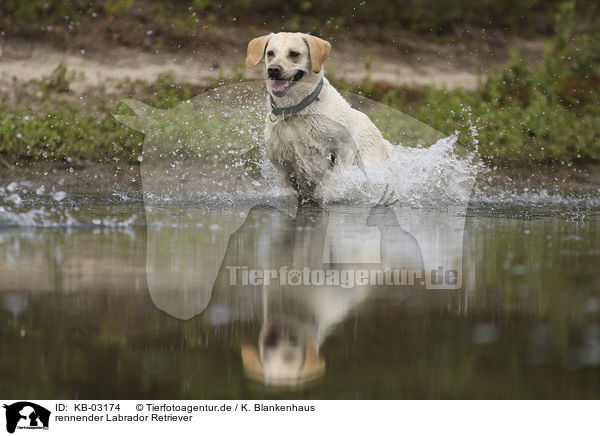 rennender Labrador Retriever / running Labrador Retriever / KB-03174