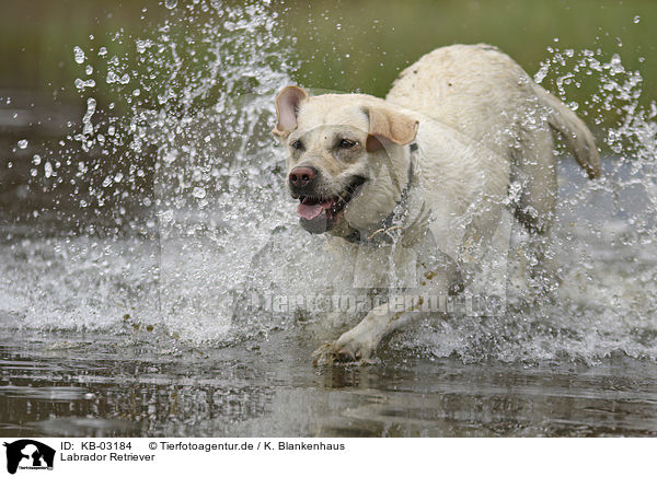 Labrador Retriever / Labrador Retriever / KB-03184