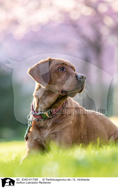 redfox Labrador Retriever / Redfox Labrador Retriever / EHO-01799