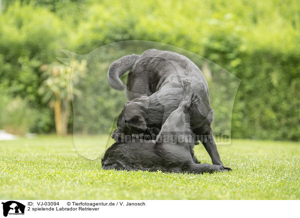 2 spielende Labrador Retriever / 2 playing Labrador Retriever / VJ-03094