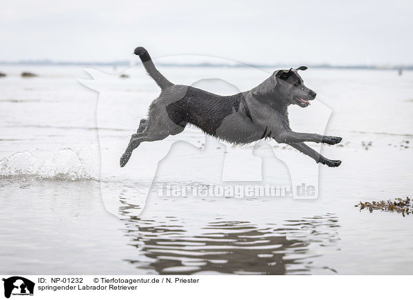 springender Labrador Retriever / jumping Labrador Retriever / NP-01232