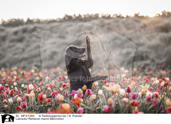 Labrador Retriever macht M�nnchen / begging Labrador Retriever / NP-01284