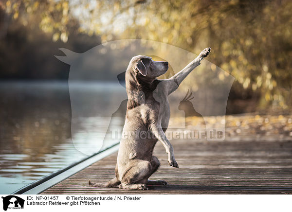 Labrador Retriever gibt Pf�tchen / Labrador Retriever gives paw / NP-01457