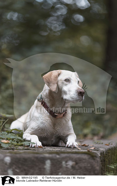 blonde Labrador Retriever H�ndin / blonde female Labrador Retriever / MAH-02195
