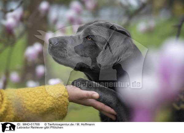 Labrador Retriever gibt Pf�tchen / Labrador Retriever gives paw / MHO-01766