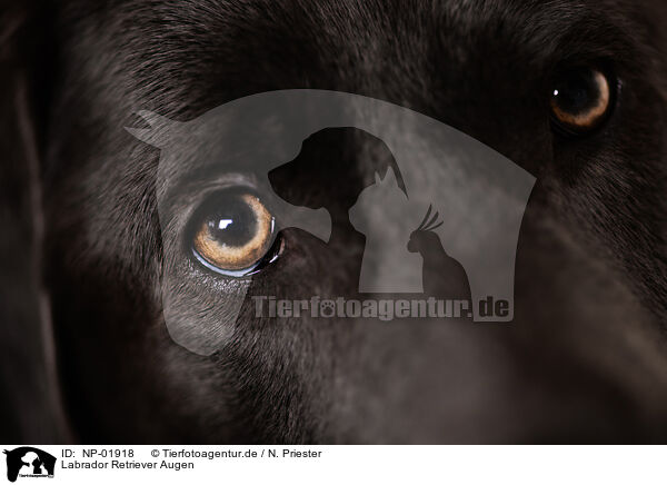 Labrador Retriever Augen / Labrador Retriever eyes / NP-01918