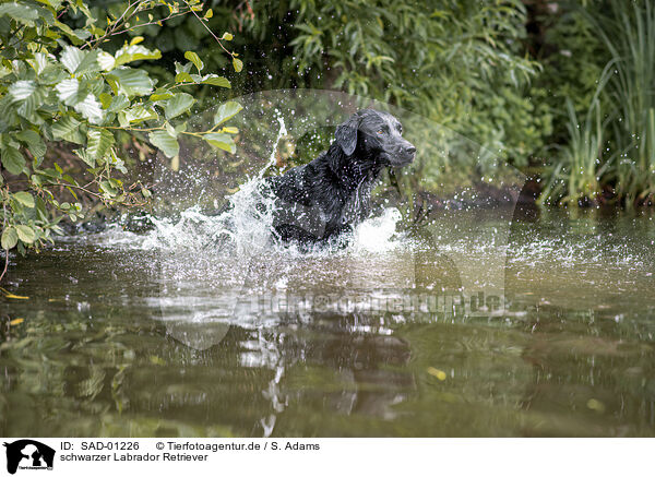 schwarzer Labrador Retriever / black Labrador Retriever / SAD-01226