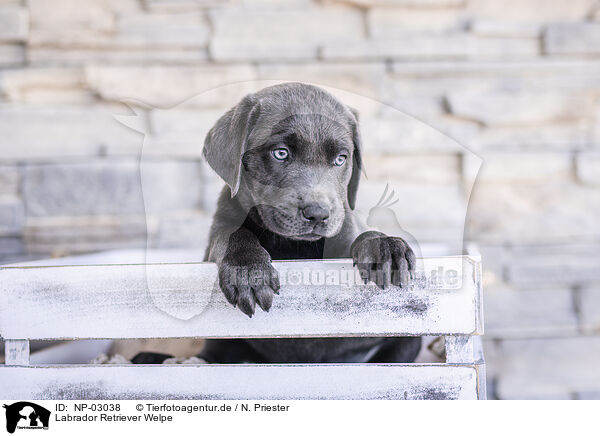 Labrador Retriever Welpe / Labrador Retriever Puppy / NP-03038