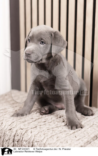 Labrador Retriever Welpe / Labrador Retriever Puppy / NP-03301