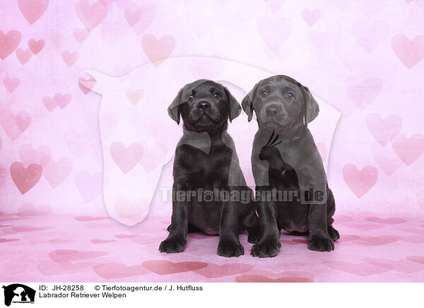 Labrador Retriever Welpen / Labrador Retriever Puppies / JH-28258