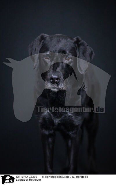 Labrador Retriever / Labrador Retriever / EHO-02393