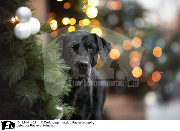 Labrador Retriever H�ndin / female Labrador Retriever / LM-01468