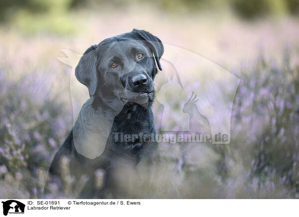 Labrador Retriever / Labrador Retriever / SE-01691