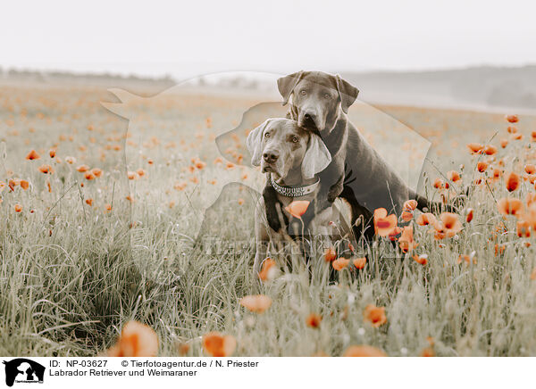 Labrador Retriever und Weimaraner / Labrador Retriever and Weimaraner / NP-03627