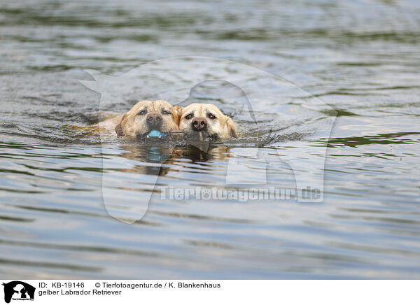 gelber Labrador Retriever / yellow Labrador Retriever / KB-19146