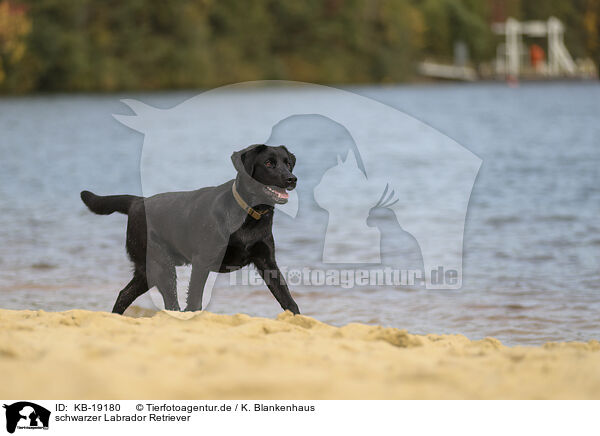 schwarzer Labrador Retriever / black Labrador Retriever / KB-19180