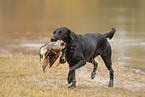 Labrador apportiert Ente
