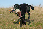 Labrador apportiert Ente