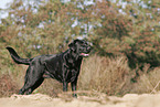 Labrador Retriever