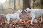 2 Labrador Retriever