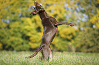 springender Labrador Retriever