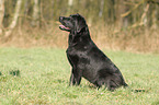 sitzender Labrador Retriever