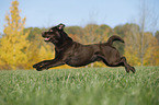 rennender Labrador Retriever