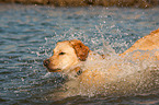 planschender Labrador Retriever