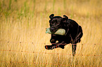 springender Labrador Retriever