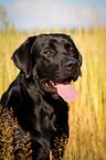 Labrador Retriever Portrait