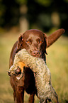 Labrador auf Kaninchenjagd