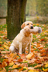 sitzender Labrador Retriever
