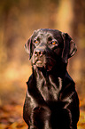 Labrador Retriever Portrait