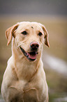 Labrador Retriever Portrait