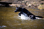 springender Labrador Retriever