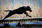 springender Labrador Retriever