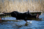 springender Labrador Retriever