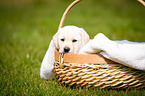 Labrador Welpe im K�rbchen