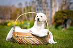 Labrador Welpe im K�rbchen