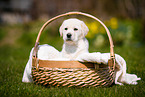 Labrador Welpe im K�rbchen