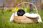 Labrador Welpe im K�rbchen