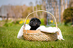 Labrador Welpe im K�rbchen